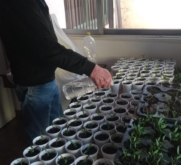 El Hogar de Ancianos entregó plantines en el Día de la Primavera