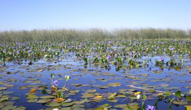 Ley de Humedales: ¿De qué se trata y qué piensan el campo y los ambientalistas?