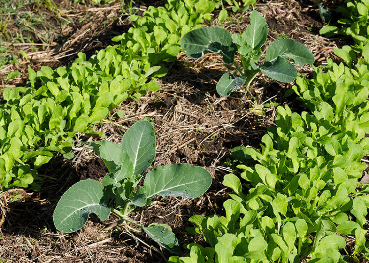 ¿Agroecología y polémica? La FAUBA garantiza que se puede producir sin agroquímicos