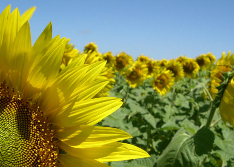 De la gran perspectiva a sembrarse menos que el año pasado: caerá el área girasolera esta campaña