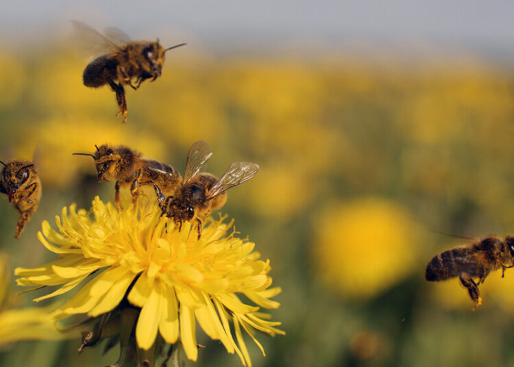Comprueban que el veneno de las abejas destruye las células del cáncer de mama en 60 minutos