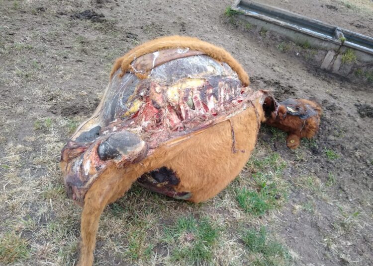 Faenaron una vaca preñada en un campo ubicado en el Cuartel I