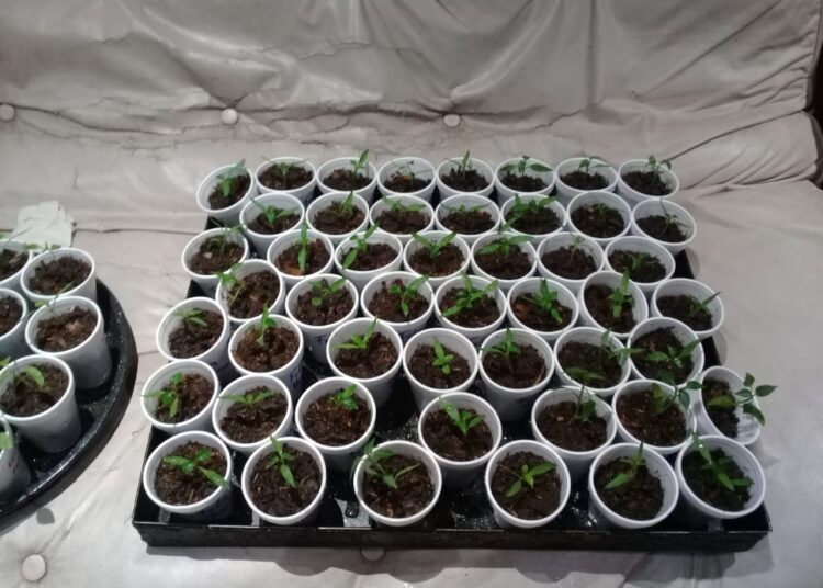 El Hogar de Ancianos entregó plantines en el Día de la Primavera