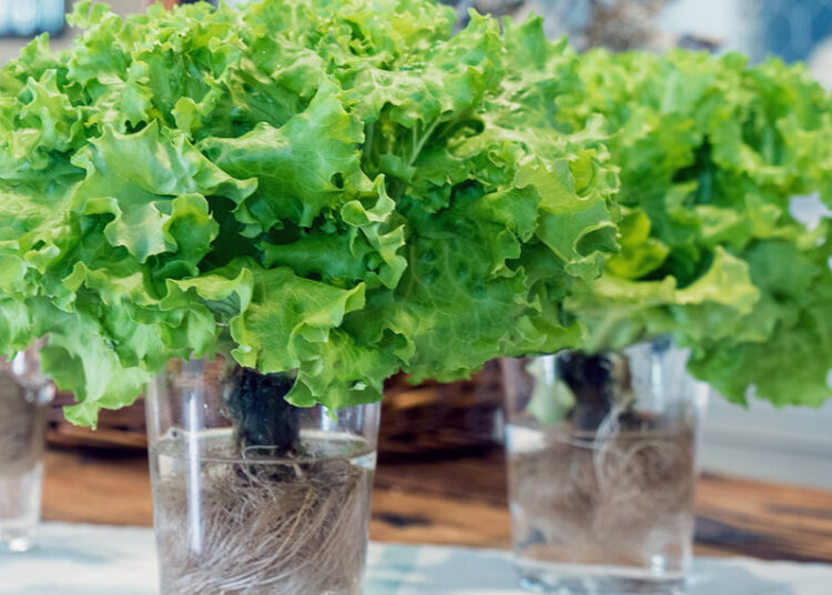 En agua: cuáles son las plantas que se pueden cultivar en botellas y cómo hacerlo en el hogar