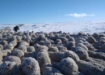 Mediante la prórroga de la Ley Ovina, proyectan aumentar el stock y duplicar las exportaciones