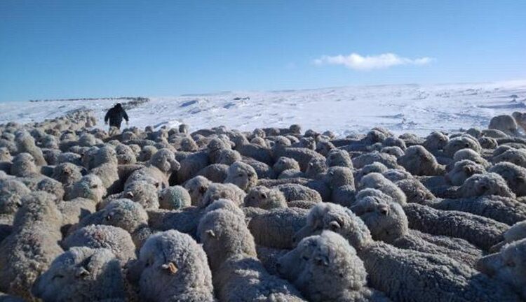 Mediante la prórroga de la Ley Ovina, proyectan aumentar el stock y duplicar las exportaciones