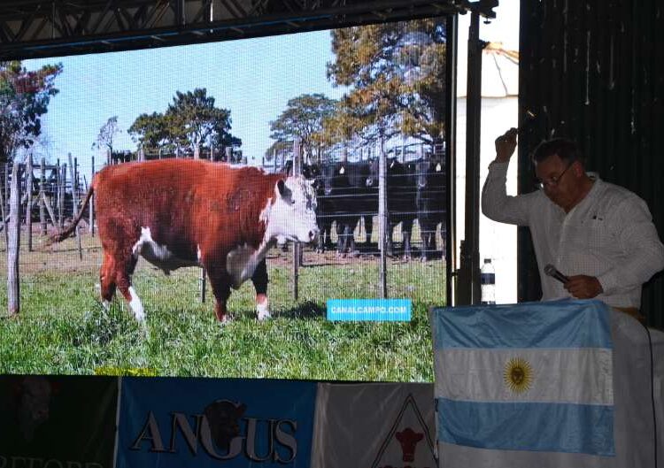 Se realizó el 35º Remate Anual de Cabaña con buenos resultados