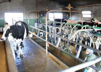 El Gobierno apuesta a que el precio de la leche para el tambero aumente tras el pico de producción de primavera