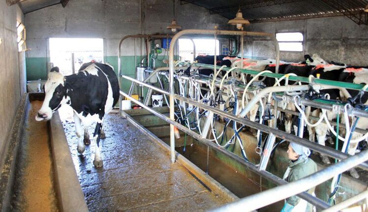 El Gobierno apuesta a que el precio de la leche para el tambero aumente tras el pico de producción de primavera