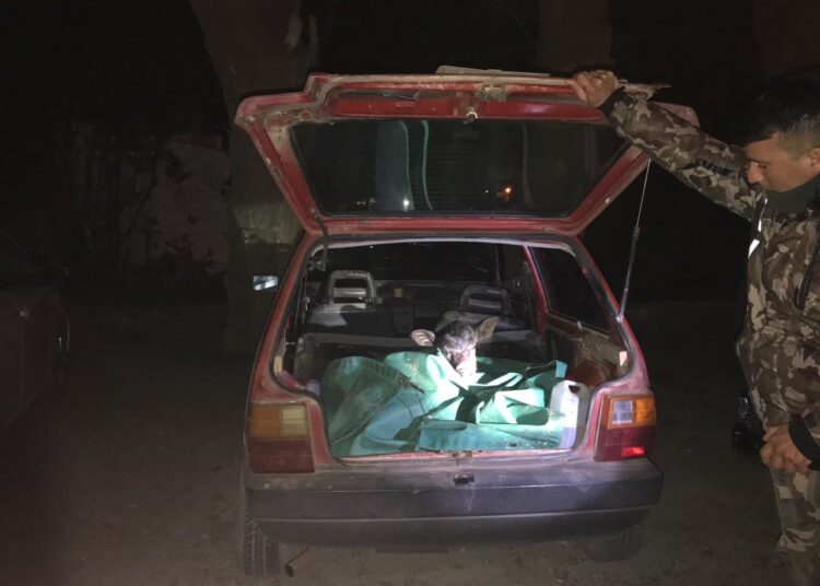 Los atraparon «Infraganti» con un ternero vivo en el baúl del auto