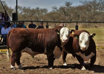 Se pagó más de un millón de pesos por un toro Polled Hereford de Las Lilas