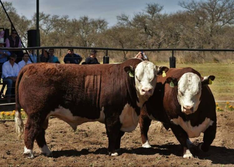 Se pagó más de un millón de pesos por un toro Polled Hereford de Las Lilas
