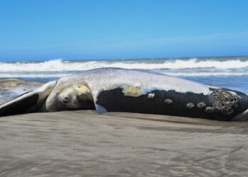Hallan una ballena franca muerta en las playas de Necochea