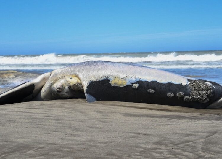 Hallan una ballena franca muerta en las playas de Necochea