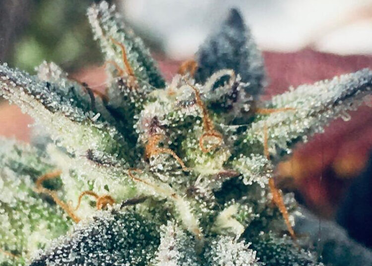 Se creó un grupo de estudio sobre cannabis en la Facultad de Agronomía (UBA)