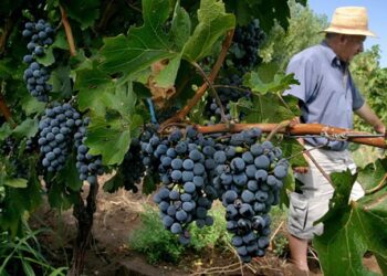 Crece el malestar y la incertidumbre en el campo: el 80% de los productores cree que la gestión del Gobierno es mala y más del 60% que el año que viene será peor
