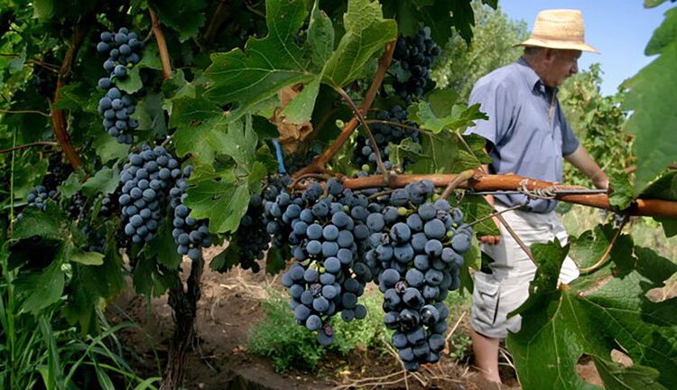 Crece el malestar y la incertidumbre en el campo: el 80% de los productores cree que la gestión del Gobierno es mala y más del 60% que el año que viene será peor