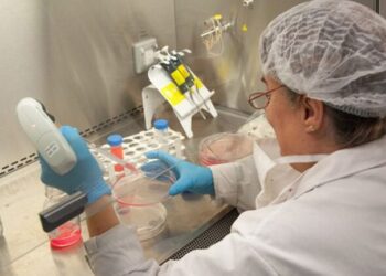 Investigadores del INTA y el Conicet lograron neutralizar el coronavirus con anticuerpos derivados de llamas y huevos