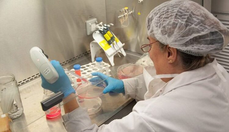 Investigadores del INTA y el Conicet lograron neutralizar el coronavirus con anticuerpos derivados de llamas y huevos