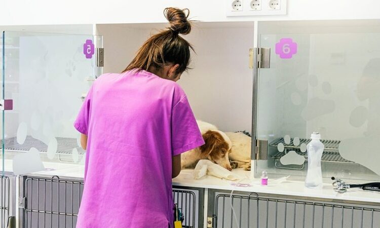 La Plata: testearon a un centenar de mascotas para saber si también se contagian con Covid