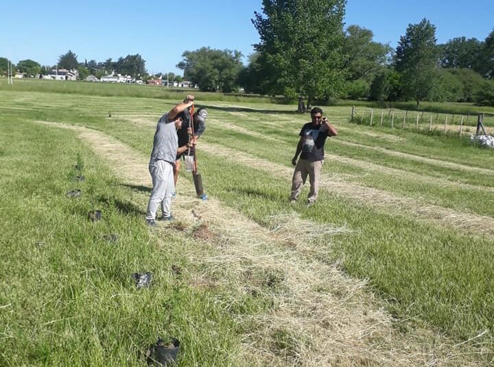 Trabajo en conjunto: fueron colocados cien pinos en el predio de Villa Lumiere