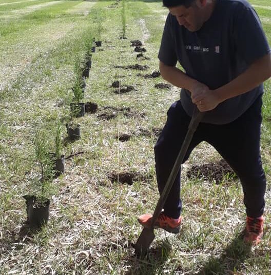 Trabajo en conjunto: fueron colocados cien pinos en el predio de Villa Lumiere