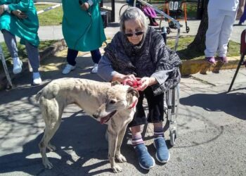 Se buscan los perros que asisten a los abuelos del Hogar de Ancianos