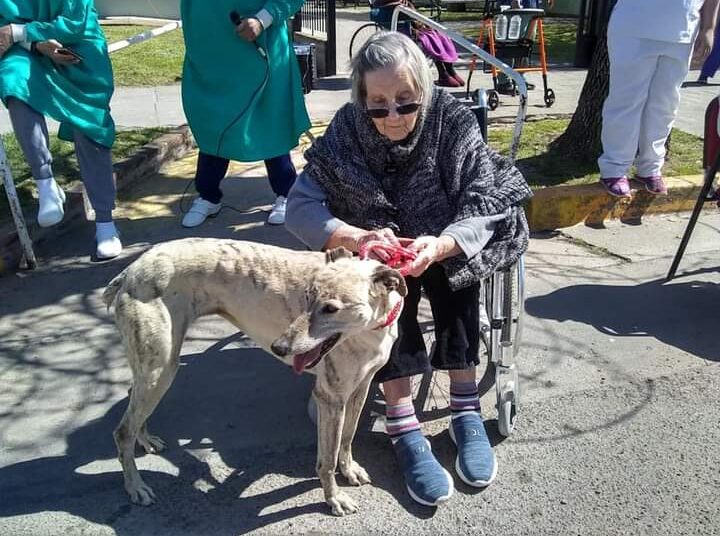 Se buscan los perros que asisten a los abuelos del Hogar de Ancianos