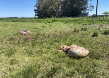 Lobería: se metieron en su campo y le carnearon toros reproductores