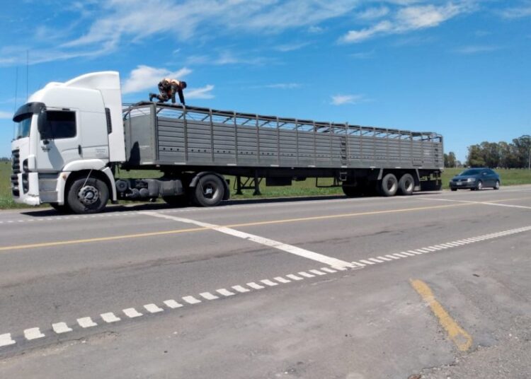 Consignatarios de Juárez y Chivilcoy trasladaban hacienda con documentación apócrifa