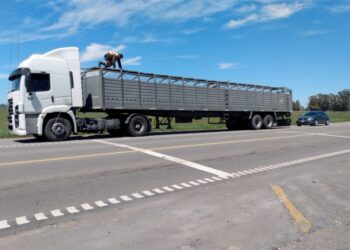 Consignatarios de Juárez y Chivilcoy trasladaban hacienda con documentación apócrifa