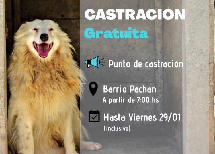 «La solución es castrar a machos y hembras, que la gente entienda que cuando hay un perro en la calle es responsabilidad particular»