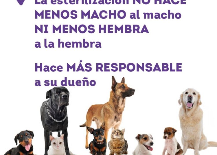 «La solución es castrar a machos y hembras, que la gente entienda que cuando hay un perro en la calle es responsabilidad particular»