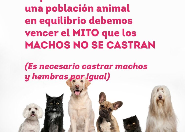 «La solución es castrar a machos y hembras, que la gente entienda que cuando hay un perro en la calle es responsabilidad particular»