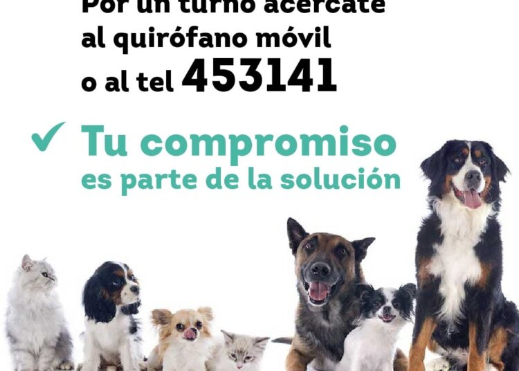 «La solución es castrar a machos y hembras, que la gente entienda que cuando hay un perro en la calle es responsabilidad particular»