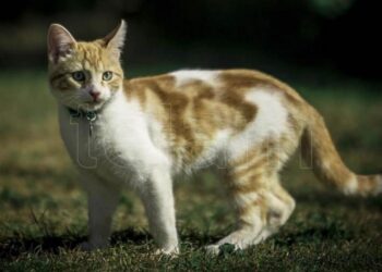 Qué síntomas tienen y cómo cuidar a los animales con coronavirus