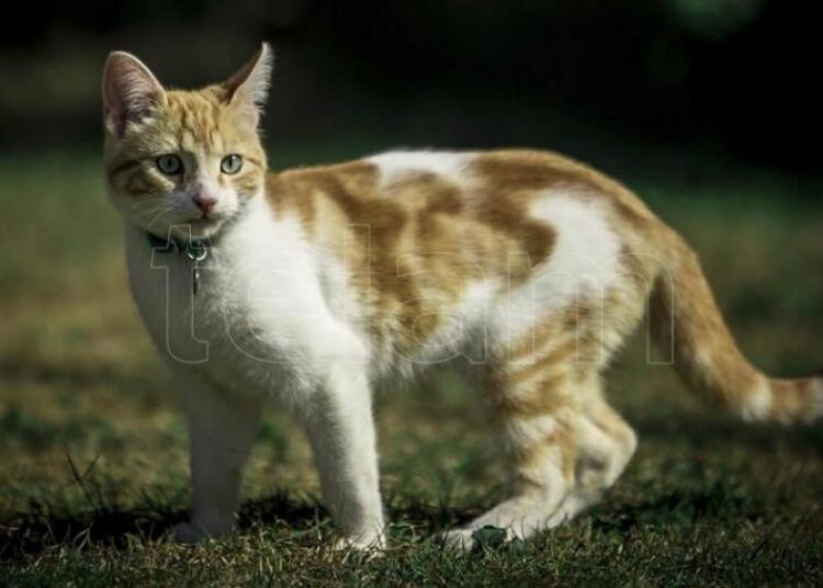 Qué síntomas tienen y cómo cuidar a los animales con coronavirus