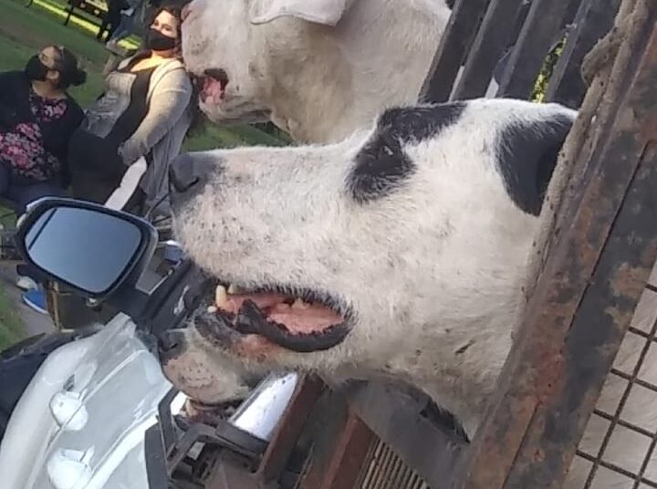 Se realizó una Asamblea Popular para pedir el esclarecimiento de la matanza de animales