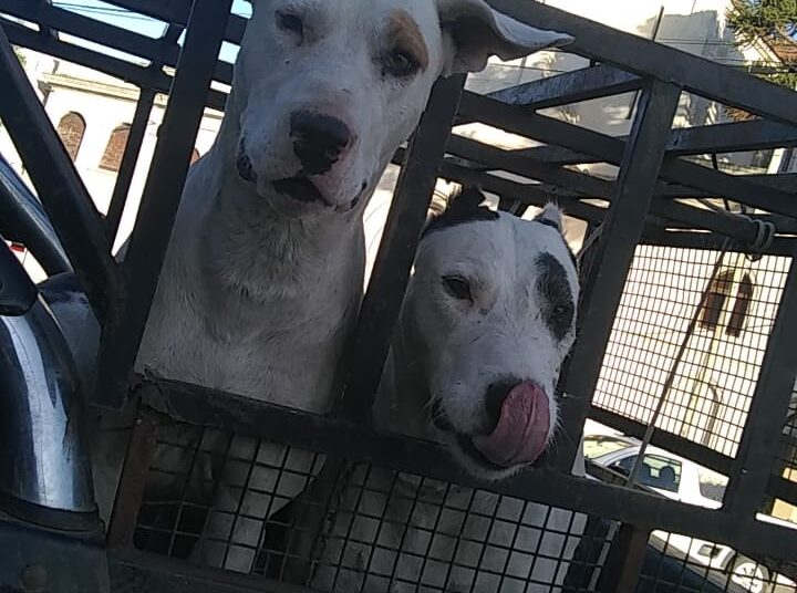 Se realizó una Asamblea Popular para pedir el esclarecimiento de la matanza de animales
