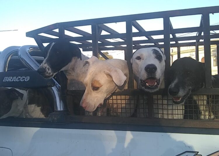 Se realizó una Asamblea Popular para pedir el esclarecimiento de la matanza de animales