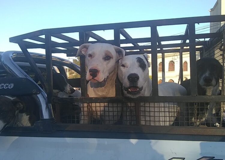 Se realizó una Asamblea Popular para pedir el esclarecimiento de la matanza de animales