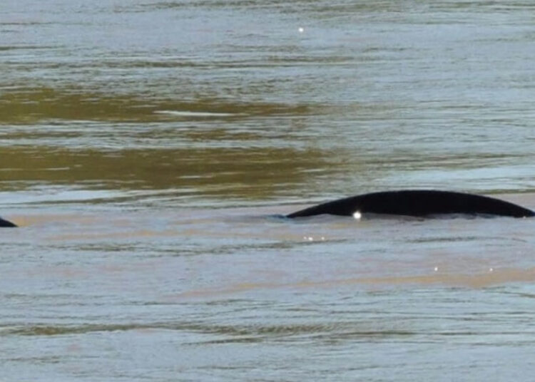 Una anaconda gigante sorprendió a unos pescadores en el río Uruguay