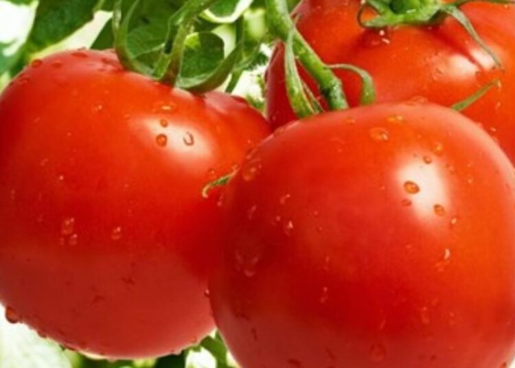 Ingeniería genética: produjeron un tomate que “elimina” el colesterol malo