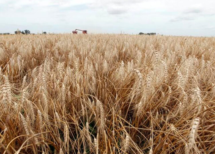 ¿Intervención al mercado de trigo? Basterra lo deslizó y la industria y la molinería desmienten estar negociando