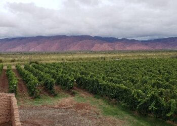 Entre viñedos, telares y naturaleza, el Departamento General Felipe Varela se consolida como destino turístico