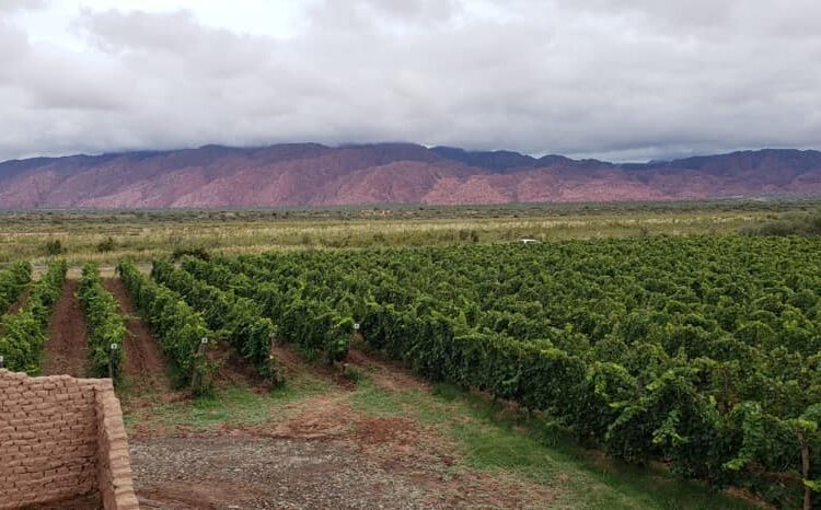 Entre viñedos, telares y naturaleza, el Departamento General Felipe Varela se consolida como destino turístico
