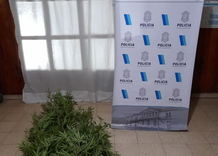 Un ciudadano resultó aprehendido, intentaba fugarse con una planta de marihuana
