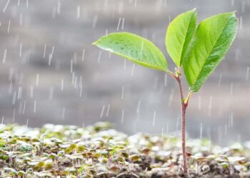 Al fin!!!! Llegó Bendita LLuvia…