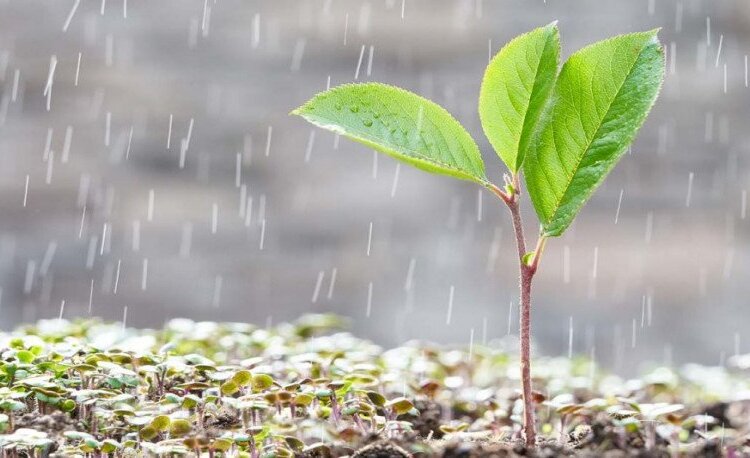 Al fin!!!! Llegó Bendita LLuvia…