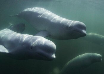 Estrenan la serie documental «Secretos de las ballenas» por plataformas